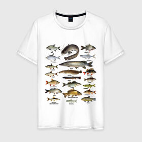 Мужская футболка хлопок с принтом Популярные виды рыб в Белгороде, 100% хлопок | прямой крой, круглый вырез горловины, длина до линии бедер, слегка спущенное плечо. | Тематика изображения на принте: рыба | рыбалка | рыбачить | туризм | туристические | туристу | улов