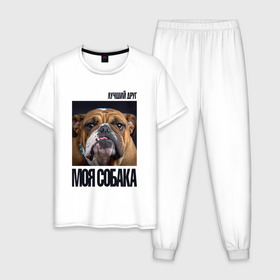 Мужская пижама хлопок с принтом Английский бульдог в Белгороде, 100% хлопок | брюки и футболка прямого кроя, без карманов, на брюках мягкая резинка на поясе и по низу штанин
 | drug | английский бульдог | порода | собака