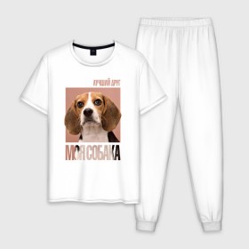 Мужская пижама хлопок с принтом Бигль в Белгороде, 100% хлопок | брюки и футболка прямого кроя, без карманов, на брюках мягкая резинка на поясе и по низу штанин
 | Тематика изображения на принте: drug | бигль | порода | собака