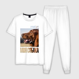 Мужская пижама хлопок с принтом Ирландский сеттер в Белгороде, 100% хлопок | брюки и футболка прямого кроя, без карманов, на брюках мягкая резинка на поясе и по низу штанин
 | drug | ирландский сеттер | порода | собака