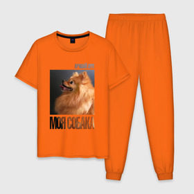 Мужская пижама хлопок с принтом Померанский шпиц в Белгороде, 100% хлопок | брюки и футболка прямого кроя, без карманов, на брюках мягкая резинка на поясе и по низу штанин
 | Тематика изображения на принте: drug | померанский шпиц | порода | собака
