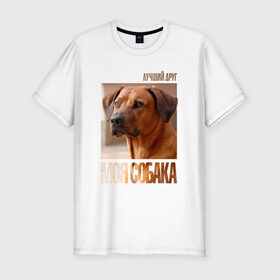 Мужская футболка премиум с принтом Родезийский риджбек в Белгороде, 92% хлопок, 8% лайкра | приталенный силуэт, круглый вырез ворота, длина до линии бедра, короткий рукав | drug | порода | родезийский риджбек | собака