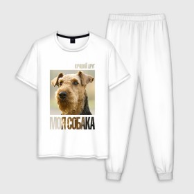 Мужская пижама хлопок с принтом Эрдельтерьер в Белгороде, 100% хлопок | брюки и футболка прямого кроя, без карманов, на брюках мягкая резинка на поясе и по низу штанин
 | drug | порода | собака | эрдельтерьер