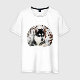 Мужская футболка хлопок с принтом Щенок хаски в Белгороде, 100% хлопок | прямой крой, круглый вырез горловины, длина до линии бедер, слегка спущенное плечо. | dog | husky | собака | хаски | щенок