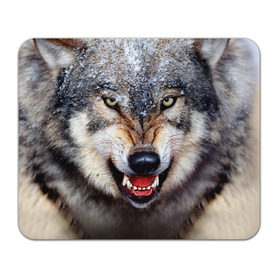 Коврик прямоугольный с принтом Волк в Белгороде, натуральный каучук | размер 230 х 185 мм; запечатка лицевой стороны | волк | животные | злой волк | зубы | оскал