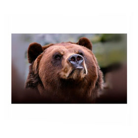 Бумага для упаковки 3D с принтом Медведь в Белгороде, пластик и полированная сталь | круглая форма, металлическое крепление в виде кольца | Тематика изображения на принте: бурый | гризли | животные | медведь | мишка