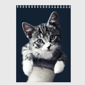 Скетчбук с принтом Кот в Белгороде, 100% бумага
 | 48 листов, плотность листов — 100 г/м2, плотность картонной обложки — 250 г/м2. Листы скреплены сверху удобной пружинной спиралью | домашняя | животное | кот | котэ | кошка
