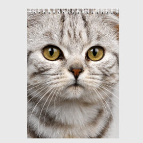Скетчбук с принтом Кот в Белгороде, 100% бумага
 | 48 листов, плотность листов — 100 г/м2, плотность картонной обложки — 250 г/м2. Листы скреплены сверху удобной пружинной спиралью | домашняя | животное | кот | котэ | кошка