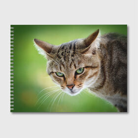 Альбом для рисования с принтом Кот в Белгороде, 100% бумага
 | матовая бумага, плотность 200 мг. | домашняя | животное | кот | котэ | кошка