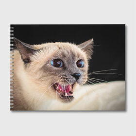 Альбом для рисования с принтом Кот в Белгороде, 100% бумага
 | матовая бумага, плотность 200 мг. | домашняя | животное | кот | котэ | кошка
