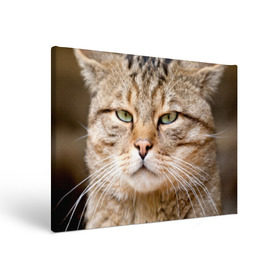 Холст прямоугольный с принтом Кот в Белгороде, 100% ПВХ |  | Тематика изображения на принте: дикий | животное | кот | котэ | кошка