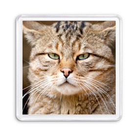 Магнит 55*55 с принтом Кот в Белгороде, Пластик | Размер: 65*65 мм; Размер печати: 55*55 мм | Тематика изображения на принте: дикий | животное | кот | котэ | кошка