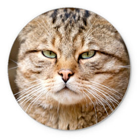 Коврик круглый с принтом Кот в Белгороде, резина и полиэстер | круглая форма, изображение наносится на всю лицевую часть | дикий | животное | кот | котэ | кошка