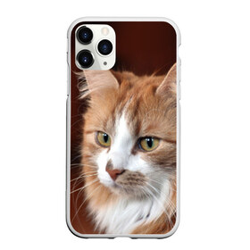 Чехол для iPhone 11 Pro матовый с принтом Кот в Белгороде, Силикон |  | Тематика изображения на принте: домашняя | животное | кот | котэ | кошка