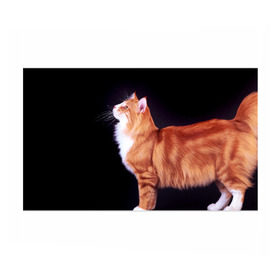 Бумага для упаковки 3D с принтом Рыжий кот в Белгороде, пластик и полированная сталь | круглая форма, металлическое крепление в виде кольца | домашняя | животное | кот | котэ | кошка | рыжая