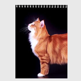 Скетчбук с принтом Рыжий кот в Белгороде, 100% бумага
 | 48 листов, плотность листов — 100 г/м2, плотность картонной обложки — 250 г/м2. Листы скреплены сверху удобной пружинной спиралью | Тематика изображения на принте: домашняя | животное | кот | котэ | кошка | рыжая