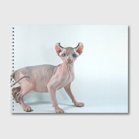 Альбом для рисования с принтом Сфинкс в Белгороде, 100% бумага
 | матовая бумага, плотность 200 мг. | домашняя | животное | кот | котэ | кошка | сфинкс