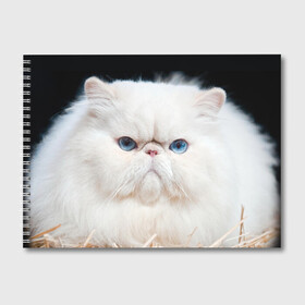 Альбом для рисования с принтом Персидский кот в Белгороде, 100% бумага
 | матовая бумага, плотность 200 мг. | домашняя | животное | кот | котэ | кошка | персидский