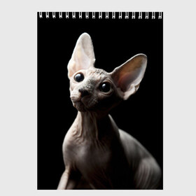 Скетчбук с принтом Сфинкс в Белгороде, 100% бумага
 | 48 листов, плотность листов — 100 г/м2, плотность картонной обложки — 250 г/м2. Листы скреплены сверху удобной пружинной спиралью | Тематика изображения на принте: домашняя | животное | кот | котэ | кошка | сфинкс