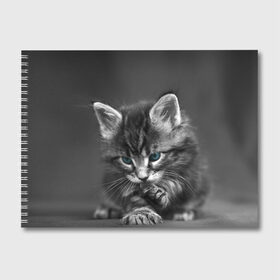Альбом для рисования с принтом Котенок в Белгороде, 100% бумага
 | матовая бумага, плотность 200 мг. | домашняя | животное | кот | котэ | кошка