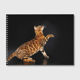 Альбом для рисования с принтом Бенгальская кошка в Белгороде, 100% бумага
 | матовая бумага, плотность 200 мг. | бенгальская | домашняя | животное | кот | котэ | кошка