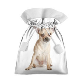 Подарочный 3D мешок с принтом Чихуахуа в Белгороде, 100% полиэстер | Размер: 29*39 см | Тематика изображения на принте: животное | порода | собака | чихуахуа