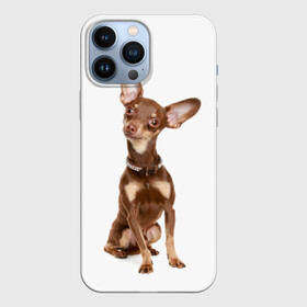 Чехол для iPhone 13 Pro Max с принтом Той терьер в Белгороде,  |  | Тематика изображения на принте: животное | порода | собака | той терьер