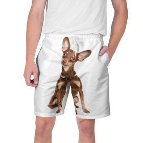 Мужские шорты 3D с принтом Той-терьер в Белгороде,  полиэстер 100% | прямой крой, два кармана без застежек по бокам. Мягкая трикотажная резинка на поясе, внутри которой широкие завязки. Длина чуть выше колен | животное | порода | собака | той терьер