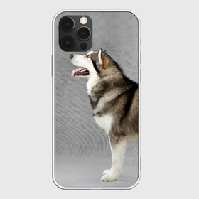 Чехол для iPhone 12 Pro с принтом Аляскинский маламут в Белгороде, силикон | область печати: задняя сторона чехла, без боковых панелей | аляскинский маламут | животное | порода | собака