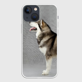 Чехол для iPhone 13 mini с принтом Аляскинский маламут в Белгороде,  |  | аляскинский маламут | животное | порода | собака
