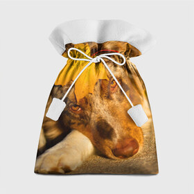 Подарочный 3D мешок с принтом Австралийская овчарка в Белгороде, 100% полиэстер | Размер: 29*39 см | Тематика изображения на принте: австралийская овчарка | клён | осень | порода | собака