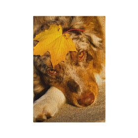 Обложка для паспорта матовая кожа с принтом Австралийская овчарка в Белгороде, натуральная матовая кожа | размер 19,3 х 13,7 см; прозрачные пластиковые крепления | австралийская овчарка | клён | осень | порода | собака