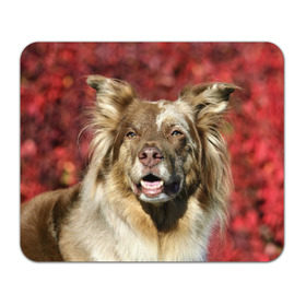 Коврик прямоугольный с принтом Австралийская овчарка в Белгороде, натуральный каучук | размер 230 х 185 мм; запечатка лицевой стороны | австралийская овчарка | животное | порода | собака