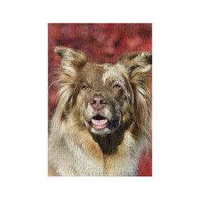 Обложка для паспорта матовая кожа с принтом Австралийская овчарка в Белгороде, натуральная матовая кожа | размер 19,3 х 13,7 см; прозрачные пластиковые крепления | австралийская овчарка | животное | порода | собака