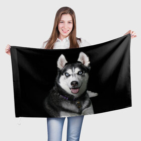 Флаг 3D с принтом Аляскинский кли кай в Белгороде, 100% полиэстер | плотность ткани — 95 г/м2, размер — 67 х 109 см. Принт наносится с одной стороны | аляскинский кли кай | животное | порода | собака