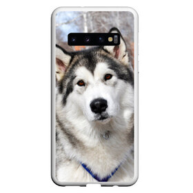 Чехол для Samsung Galaxy S10 с принтом Аляскинский маламут в Белгороде, Силикон | Область печати: задняя сторона чехла, без боковых панелей | аляскинский маламут | животное | порода | собака