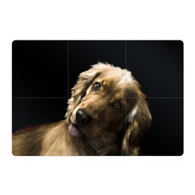 Магнитный плакат 3Х2 с принтом Английский кокер-спаниель в Белгороде, Полимерный материал с магнитным слоем | 6 деталей размером 9*9 см | английский кокер спаниель | животно | порода | собака