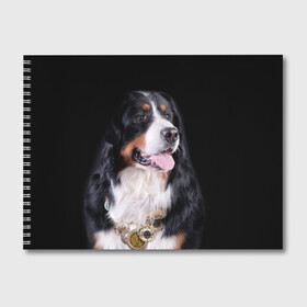 Альбом для рисования с принтом Бернский зенненхунд в Белгороде, 100% бумага
 | матовая бумага, плотность 200 мг. | бернский зенненхунд | животное | порода | собака