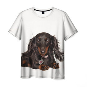 Мужская футболка 3D с принтом Карликовая такса в Белгороде, 100% полиэфир | прямой крой, круглый вырез горловины, длина до линии бедер | Тематика изображения на принте: животное | карликовая такса | порода | собака