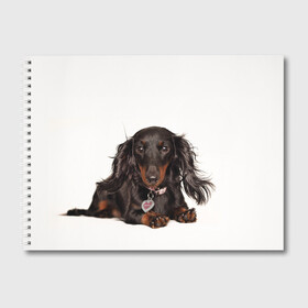 Альбом для рисования с принтом Карликовая такса в Белгороде, 100% бумага
 | матовая бумага, плотность 200 мг. | животное | карликовая такса | порода | собака