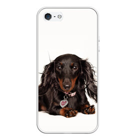Чехол для iPhone 5/5S матовый с принтом Карликовая такса в Белгороде, Силикон | Область печати: задняя сторона чехла, без боковых панелей | животное | карликовая такса | порода | собака