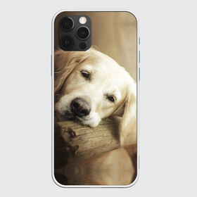 Чехол для iPhone 12 Pro Max с принтом Золотистый ретривер в Белгороде, Силикон |  | Тематика изображения на принте: животное | золотистый ретривер | порода | собака