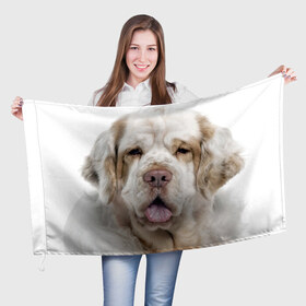 Флаг 3D с принтом Кламбер-спаниель в Белгороде, 100% полиэстер | плотность ткани — 95 г/м2, размер — 67 х 109 см. Принт наносится с одной стороны | животное | кламбер спаниель | порода | собака