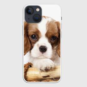 Чехол для iPhone 13 mini с принтом Кинг чарльз спаниель в Белгороде,  |  | животное | кинг чарльз спаниель | порода | собака
