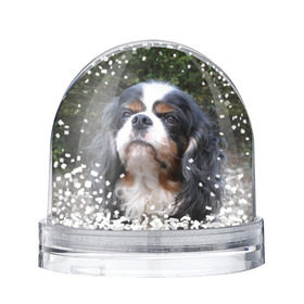 Снежный шар с принтом Кинг чарльз спаниель в Белгороде, Пластик | Изображение внутри шара печатается на глянцевой фотобумаге с двух сторон | животное | кинг чарльз спаниель | порода | собака
