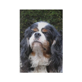 Обложка для паспорта матовая кожа с принтом Кинг чарльз спаниель в Белгороде, натуральная матовая кожа | размер 19,3 х 13,7 см; прозрачные пластиковые крепления | Тематика изображения на принте: животное | кинг чарльз спаниель | порода | собака
