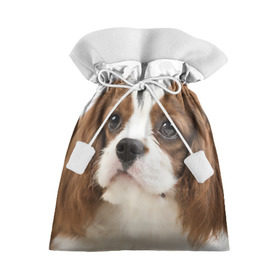 Подарочный 3D мешок с принтом Кинг чарльз спаниель в Белгороде, 100% полиэстер | Размер: 29*39 см | Тематика изображения на принте: животное | кинг чарльз спаниель | порода | собака