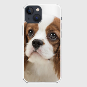 Чехол для iPhone 13 mini с принтом Кинг чарльз спаниель в Белгороде,  |  | животное | кинг чарльз спаниель | порода | собака