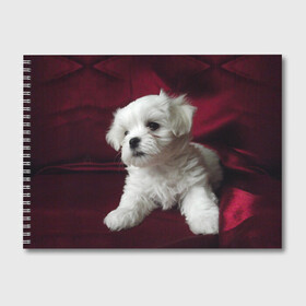 Альбом для рисования с принтом Мальтийская болонка в Белгороде, 100% бумага
 | матовая бумага, плотность 200 мг. | Тематика изображения на принте: животное | мальтийская болонка | порода | собака