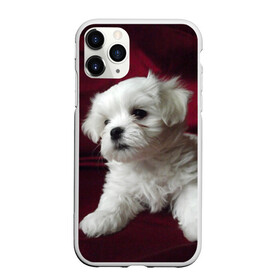 Чехол для iPhone 11 Pro матовый с принтом Мальтийская болонка в Белгороде, Силикон |  | животное | мальтийская болонка | порода | собака